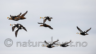 BB 12 0448 / Somateria spectabilis / Praktærfugl